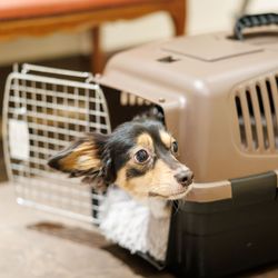 ノートルダムマリノアの写真29枚目