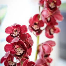 ララシャンス 博多の森の写真24枚目