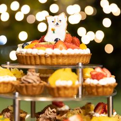 アコールハーブの写真33枚目