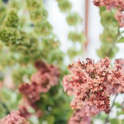 アルジェントの写真10枚目