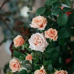 アルジェントの写真5枚目