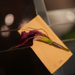 アルジェントの写真24枚目