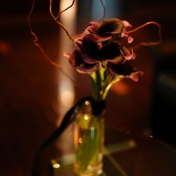 アルジェントの写真29枚目