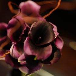 アルジェントの写真21枚目