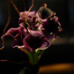 アルジェントの写真33枚目