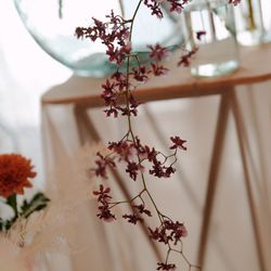 アルジェントの写真12枚目