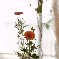 アルジェントの写真11枚目