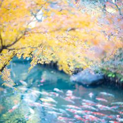 八芳園の写真24枚目