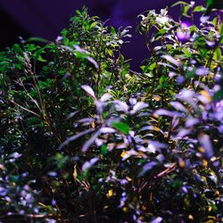 パレスホテル東京の写真13枚目