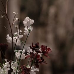 ラ・フェット ひらまつの写真32枚目