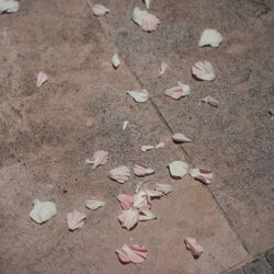 グランドニッコー東京 台場の写真24枚目