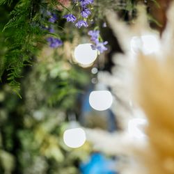 クアンティックの写真25枚目