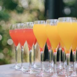 アコールハーブの写真14枚目