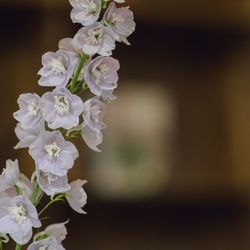 ザ・ルイガンズ スパ&リゾートの写真15枚目