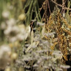 キャメロットヒルズの写真5枚目