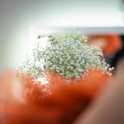 Mia Viaの写真30枚目