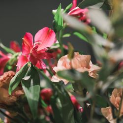 宮の森フランセス教会の写真24枚目