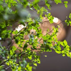 パレスホテル東京の写真26枚目