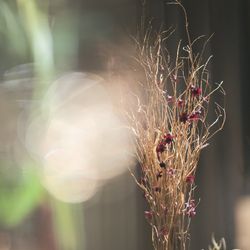 コンラッド大阪の写真17枚目