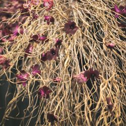 コンラッド大阪の写真29枚目