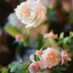 ザ・ガーデンオリエンタル大阪の写真19枚目