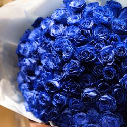 ラグナヴェール プレミア  LAGUNAVEIL PREMIERの写真14枚目