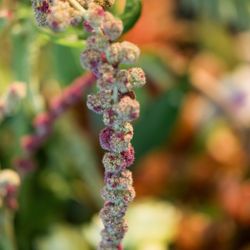 ザ ナンザンハウスの写真10枚目