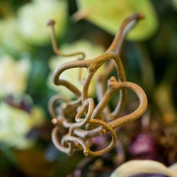 ザ ナンザンハウスの写真34枚目