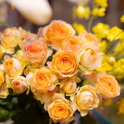 THE JAPONAIS LISERJUの写真8枚目