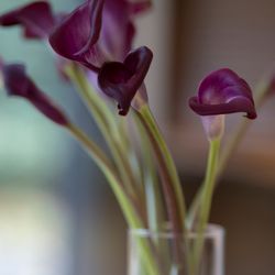 ザ・ガーデンオリエンタル大阪の写真13枚目