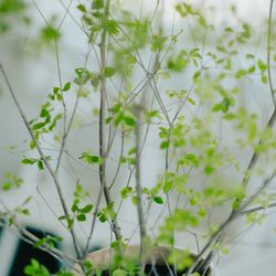 旧グッゲンハイム邸の写真22枚目