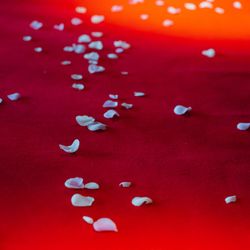 ガーデンレストラン徳川園の写真4枚目