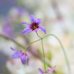 パレスホテル東京の写真24枚目