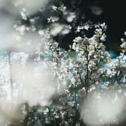 明治神宮・明治記念館の写真35枚目