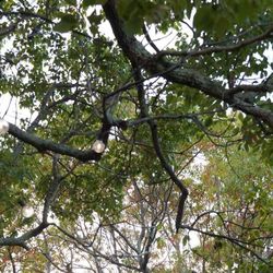 ポン・ヌフの写真15枚目