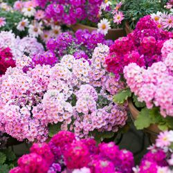 リストランテASOの写真19枚目