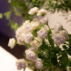 宮の森フランセス教会の写真13枚目