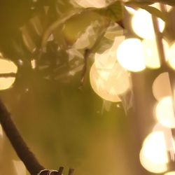 ララシャンス岡崎迎賓館の写真15枚目