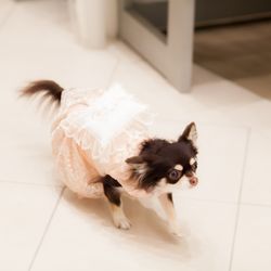 アールベルアンジェチャペル嵯峨野の写真1枚目