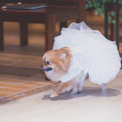 ヴィラ・デ・マリアージュ 太田の写真17枚目