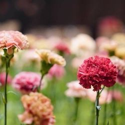 グランド ハイアット 東京の写真29枚目