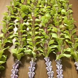 BAYSIDE GEIHINKAN VERANDA minatomiraiの写真26枚目