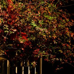 パレスホテル東京の写真15枚目