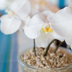 星のや 竹富島の写真15枚目