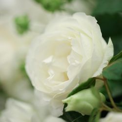 アートグレイス ウエディングコースト 東京ベイの写真21枚目