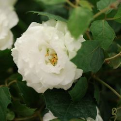 アートグレイス ウエディングコースト 東京ベイの写真4枚目