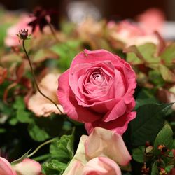 コンラッド東京の写真24枚目