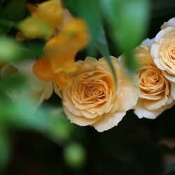 ヴィラ・デ・マリアージュ 宇都宮の写真34枚目