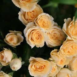 ヴィラ・デ・マリアージュ 宇都宮の写真29枚目