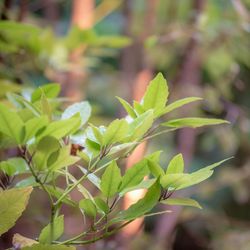 クアンティックの写真28枚目